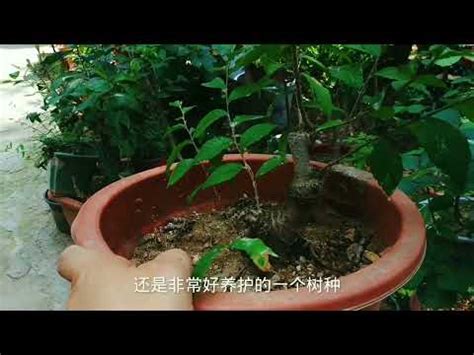 榆樹澆水|【榆樹澆水】榆樹澆水秘訣，避免澆太少、澆太過！夏季澆水注意。